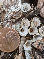 Nidulariaceae