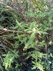 Urtica ferox
