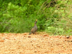 Callipepla douglasii