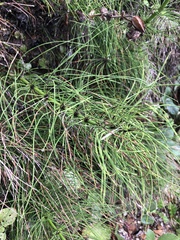 Equisetum telmateia