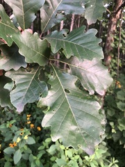 Quercus bicolor