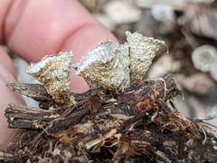 Nidulariaceae