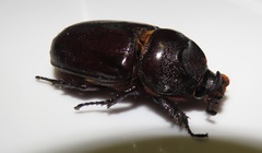 Oryctes monoceros