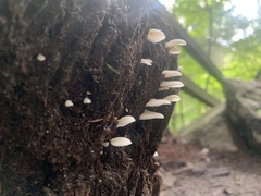 Crepidotus applanatus