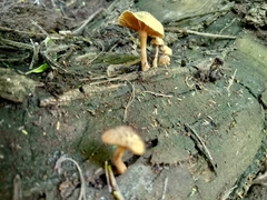Heimiomyces tenuipes