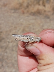 Melanoplus complanatipes