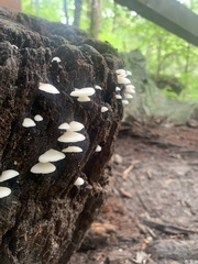 Crepidotus applanatus