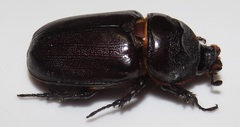 Oryctes monoceros