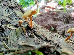 Heimiomyces tenuipes