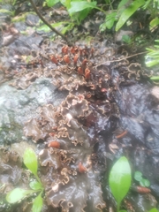 Peltigera polydactylon