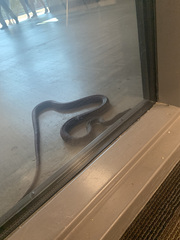 Masticophis flagellum