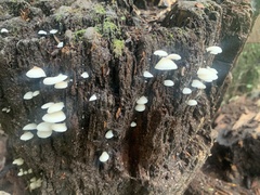 Crepidotus applanatus