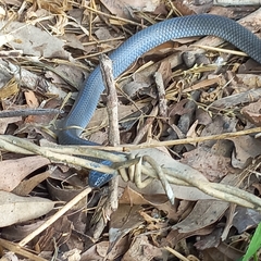 Cryptophis nigrescens