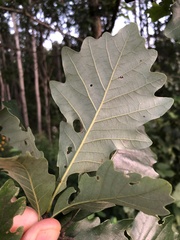 Quercus bicolor