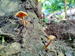 Heimiomyces tenuipes