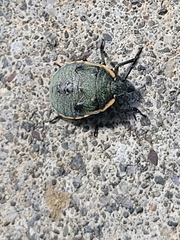 Nezarini