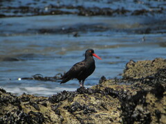 Haematopus bachmani