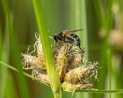 Polydontomyia curvipes