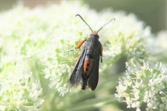 Eichlinia cucurbitae