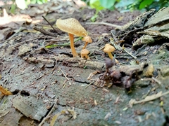 Heimiomyces tenuipes