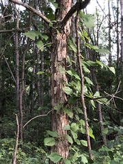 Quercus bicolor
