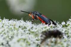 Eichlinia cucurbitae