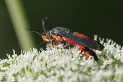 Eichlinia cucurbitae