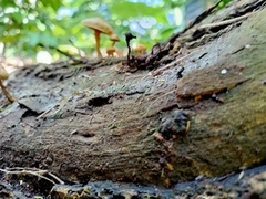 Heimiomyces tenuipes