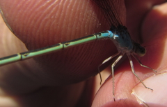 Pseudagrion coeleste