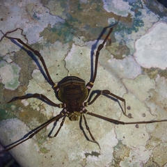 Gonyleptidae