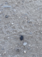 Phloeodes diabolicus