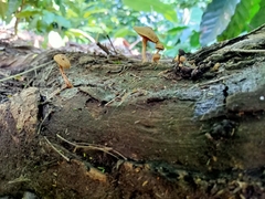 Heimiomyces tenuipes