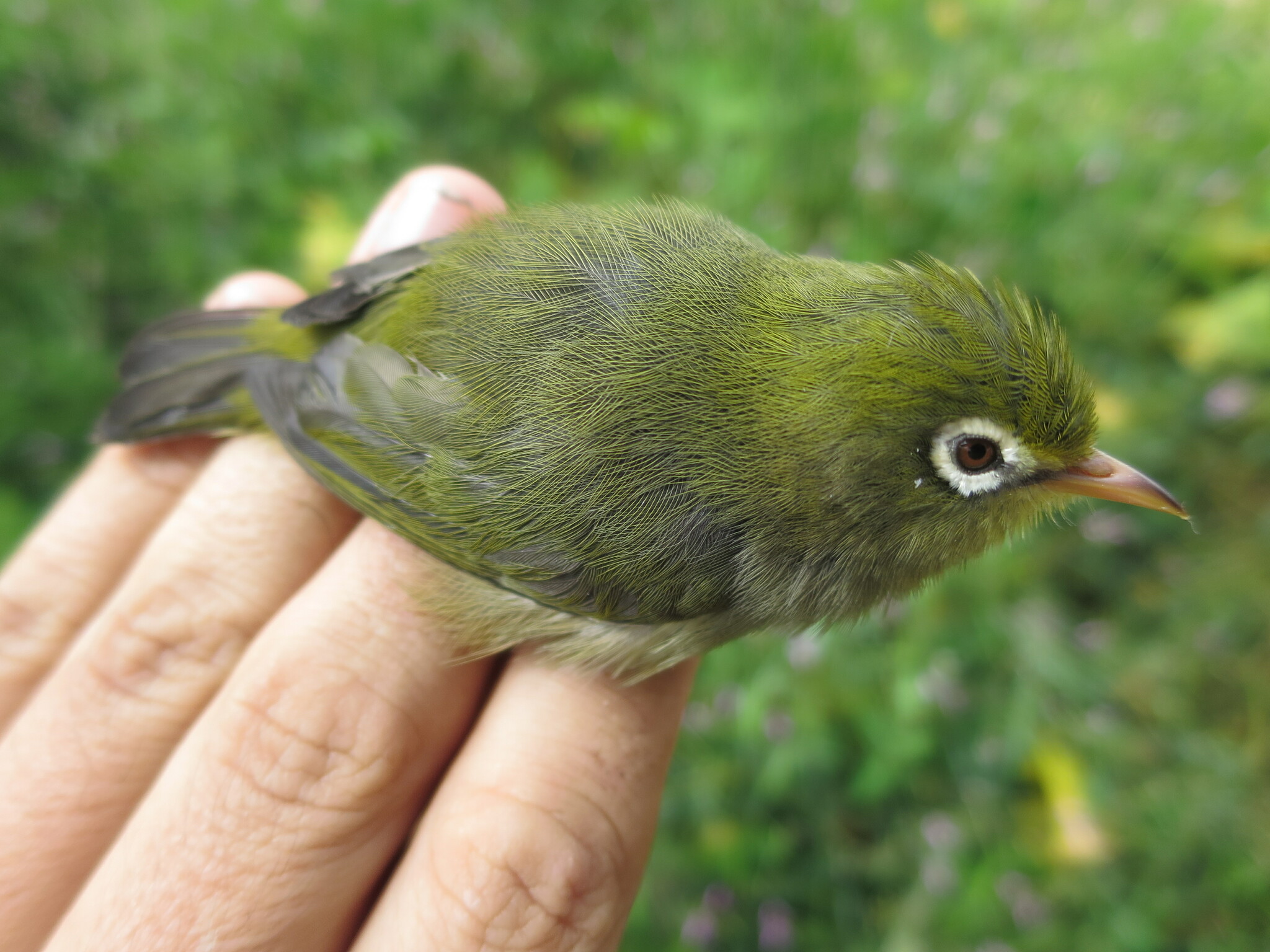 Sao Tome White-eye (Zosterops feae), photo 3