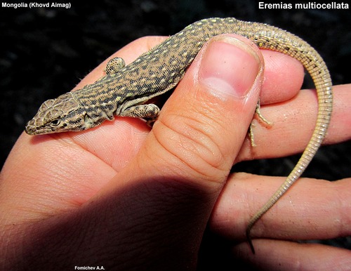 Eremias multiocellata