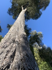 Dacrycarpus dacrydioides