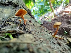 Heimiomyces tenuipes