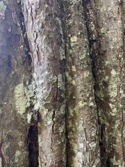 Dacrycarpus dacrydioides