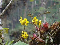 Cyrtochilum macranthum