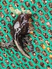 Ondatra zibethicus