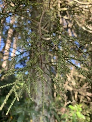 Dacrycarpus dacrydioides