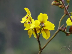 Cyrtochilum macranthum