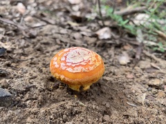 Amanita xanthocephala