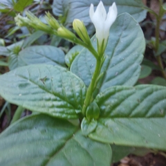 Spigelia
