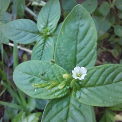 Spigelia