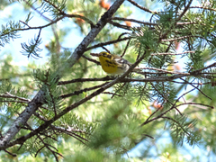 Setophaga townsendi