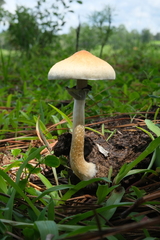 Psilocybe cubensis