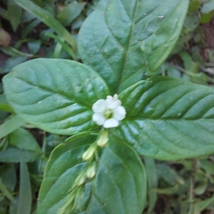 Spigelia