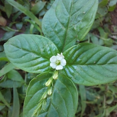 Spigelia