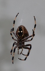 Araneus nordmanni