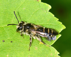 Andrena nubecula